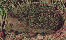 Image of a real hedegehog