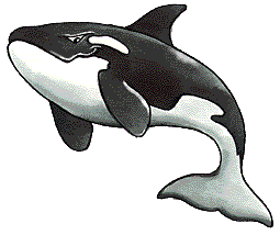 Orca